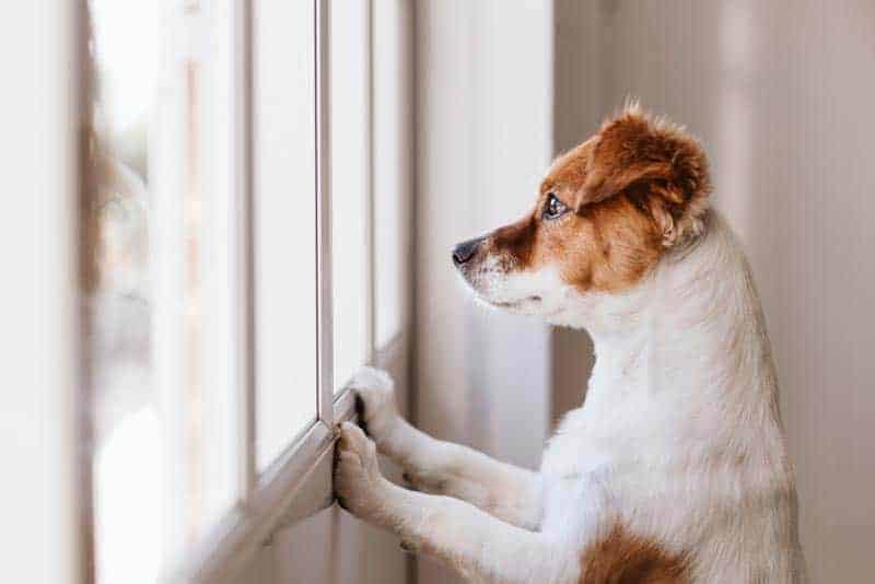 Dog-food-hypoallergenic