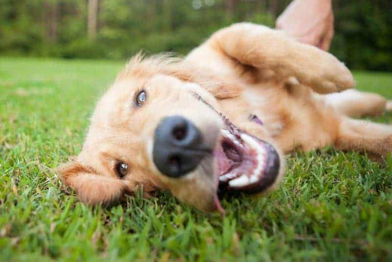 dog playing in the grass