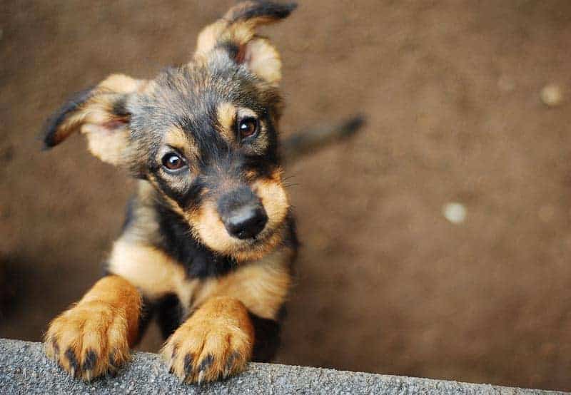 dog waiting for its food