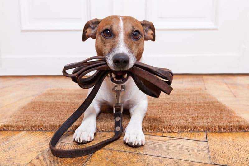 buying your dog food online with Burgess