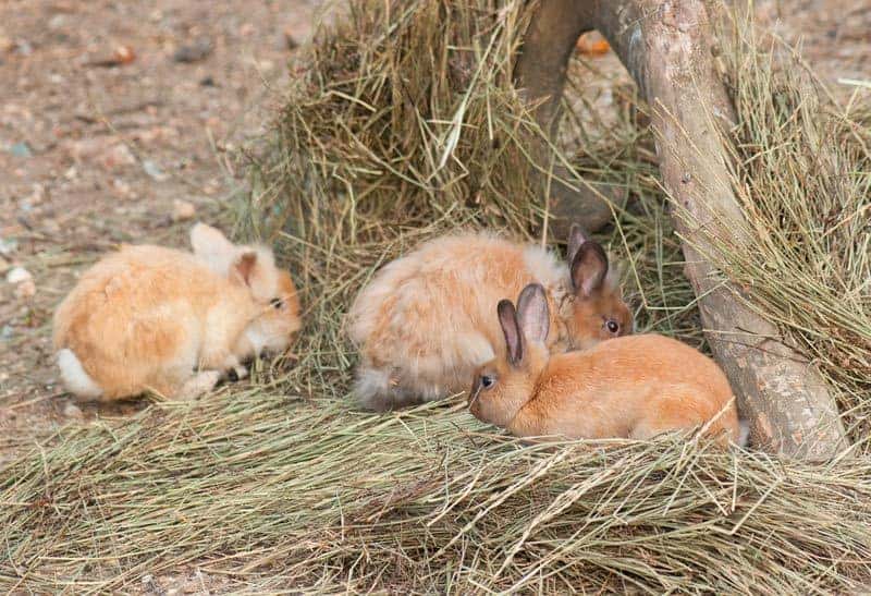 Rabbit Feeding Hay Shop Online Burgess Pet Care