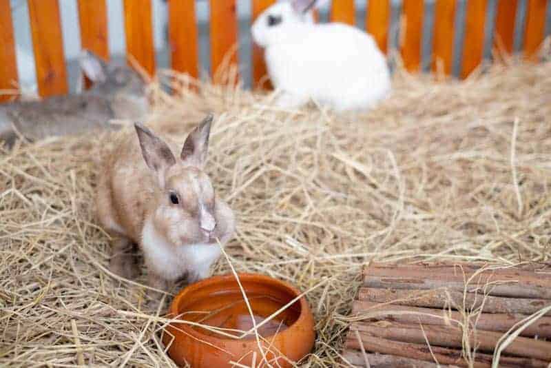 Rabbit Feeding Hay Shop Online Burgess Pet Care