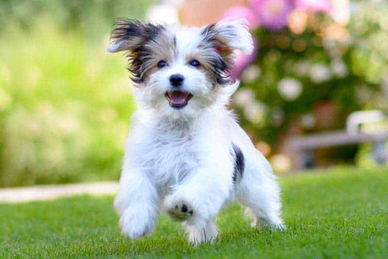 puppy-food