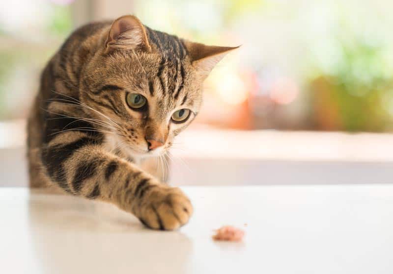 Cat Food with Free Delivery on Orders Over £10 | Burgess Pet Care
