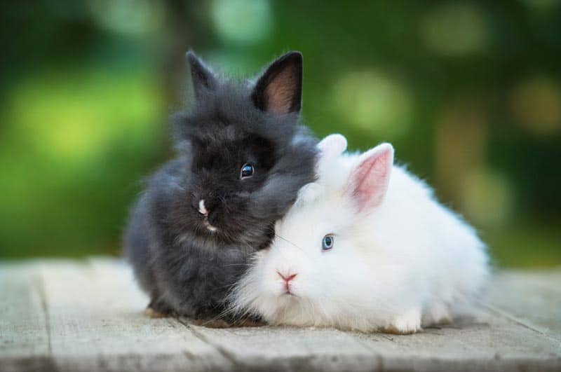 burgess rabbit food