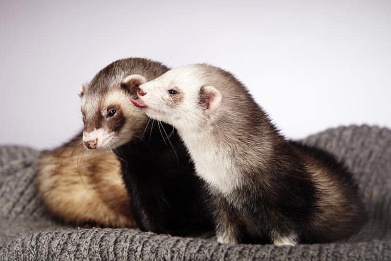 Two ferrets nuzzling eachother