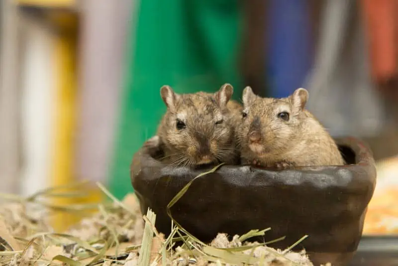 Two gerbils