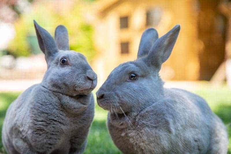 burgess rabbit