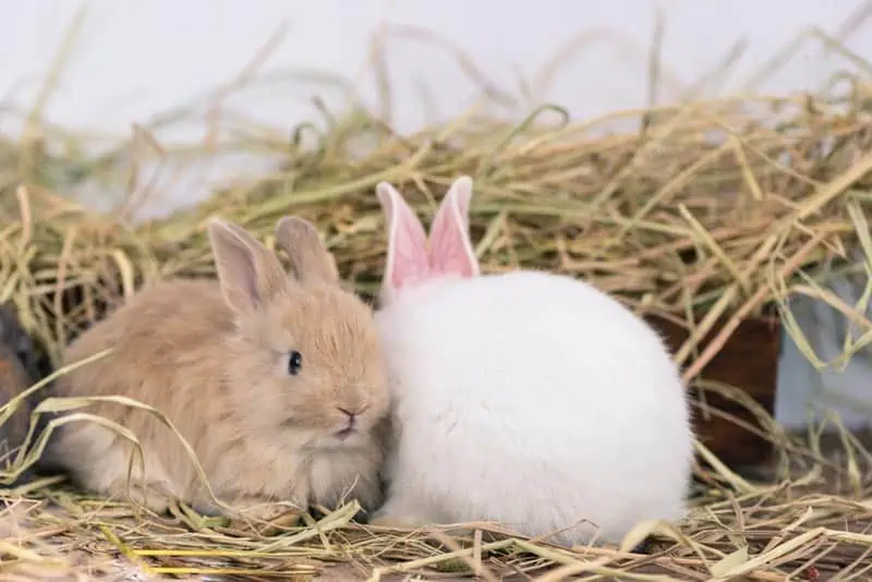 Rabbit Feeding Hay Shop Online Burgess Pet Care