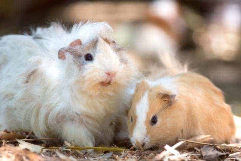 Two scruffy hamsters