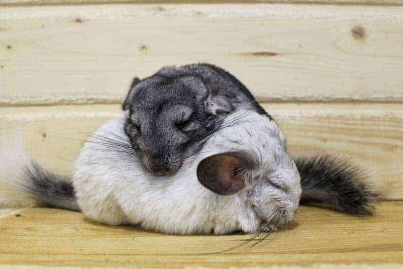 Two sleeping chinchillas