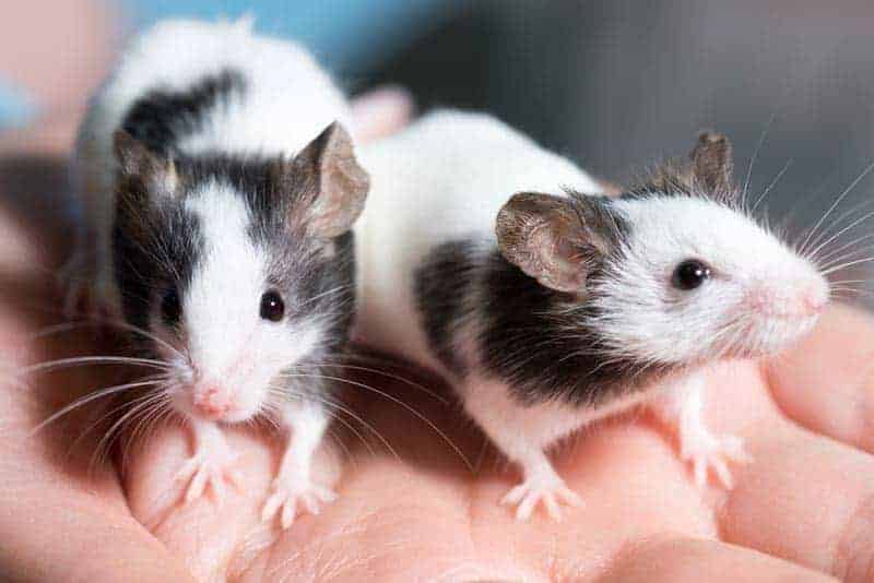 Two small black and white rats