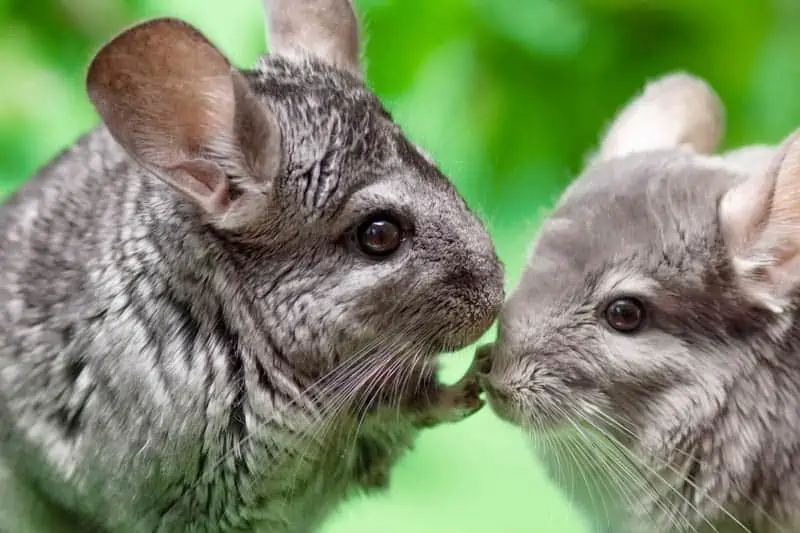 Chinchilla Food, Feeding Hay & Treats | Burgess Pet Care