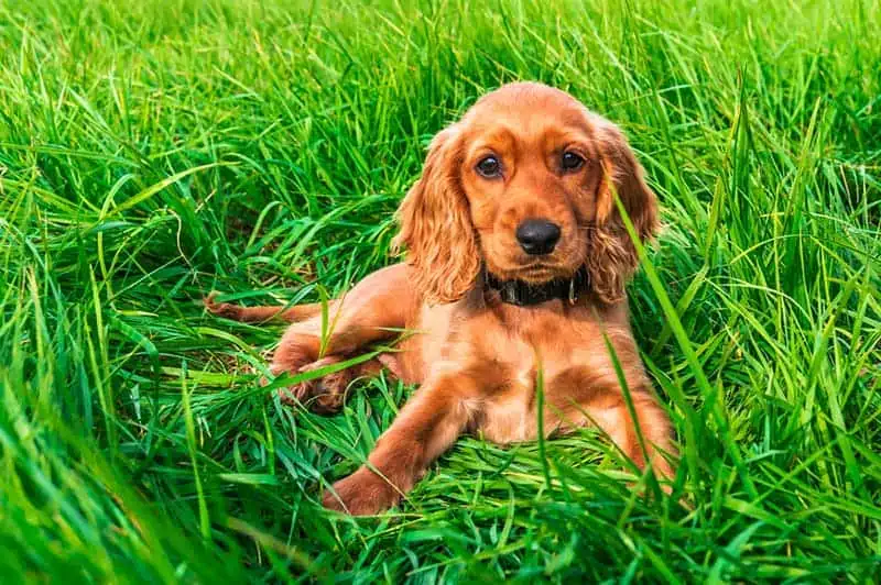 puppy waiting for dog food
