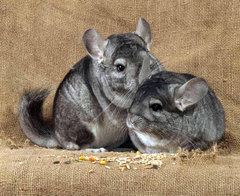 Chinchilla Food, Feeding Hay & Treats Burgess Pet Care