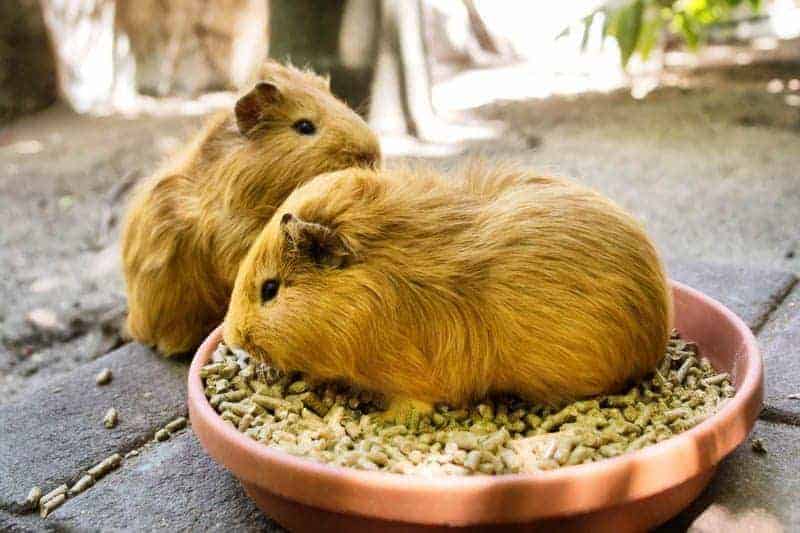 guinea pig snacks