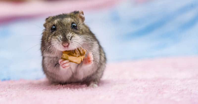 burgess hamster food
