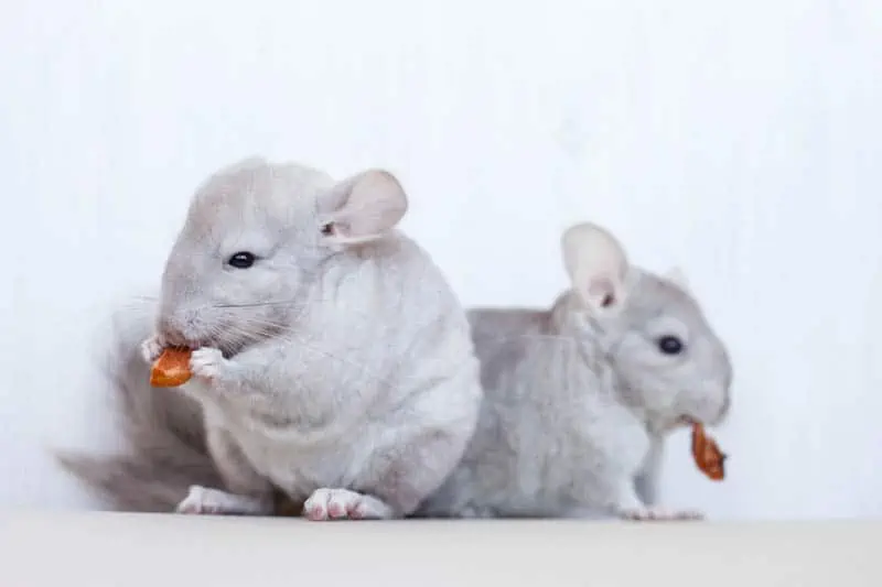 burgess chinchilla