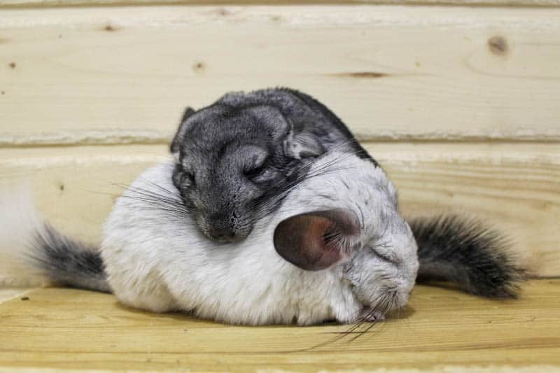 burgess chinchilla
