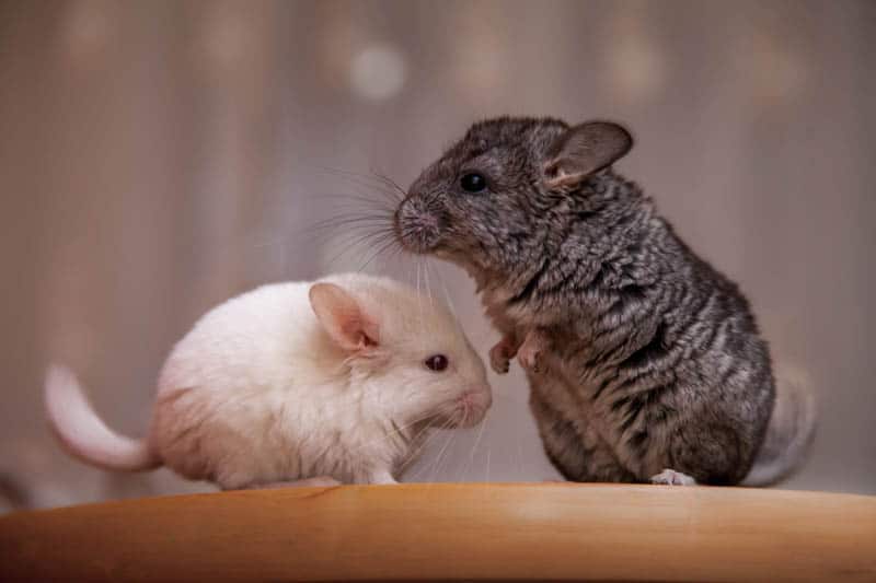 Chinchilla Food, Feeding Hay & Treats Burgess Pet Care