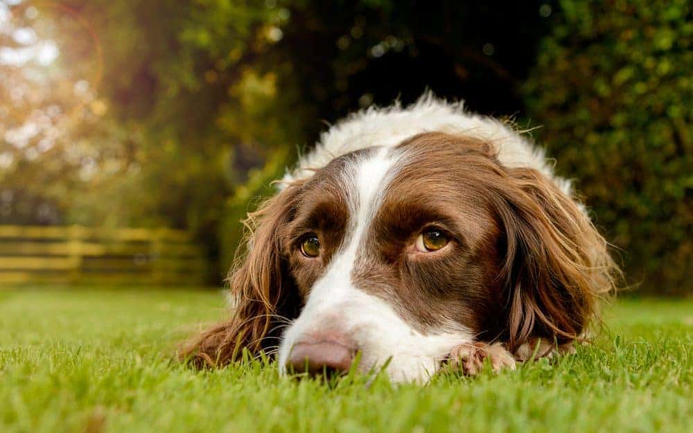 Sensitive dog food – could it be the right choice for your dog?