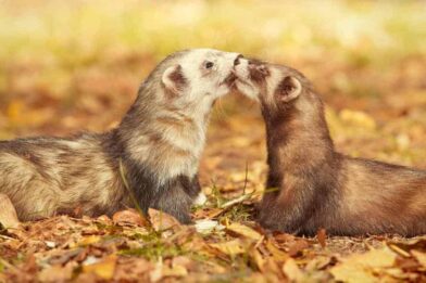 What do ferrets eat?