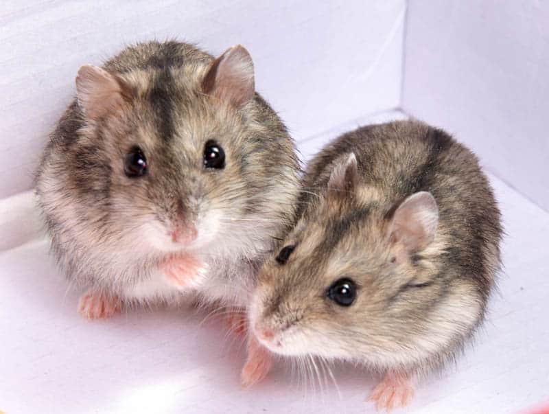 burgess hamster food