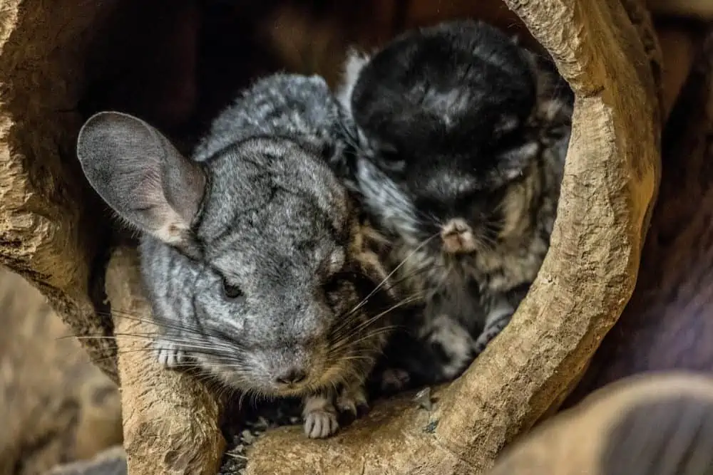 Chinchilla food that fits the bill