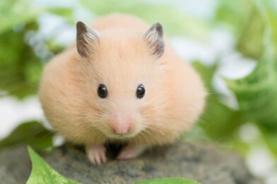 What food can hamsters eat?
