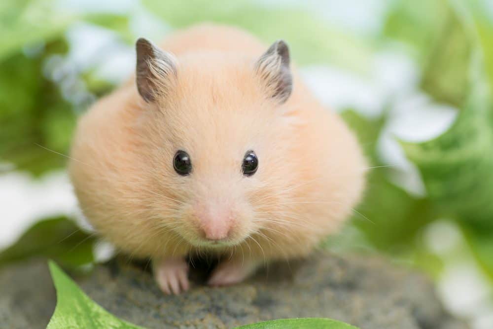 Satin Syrian Hamster » Pet Profile: Cage, Food, Lifespan