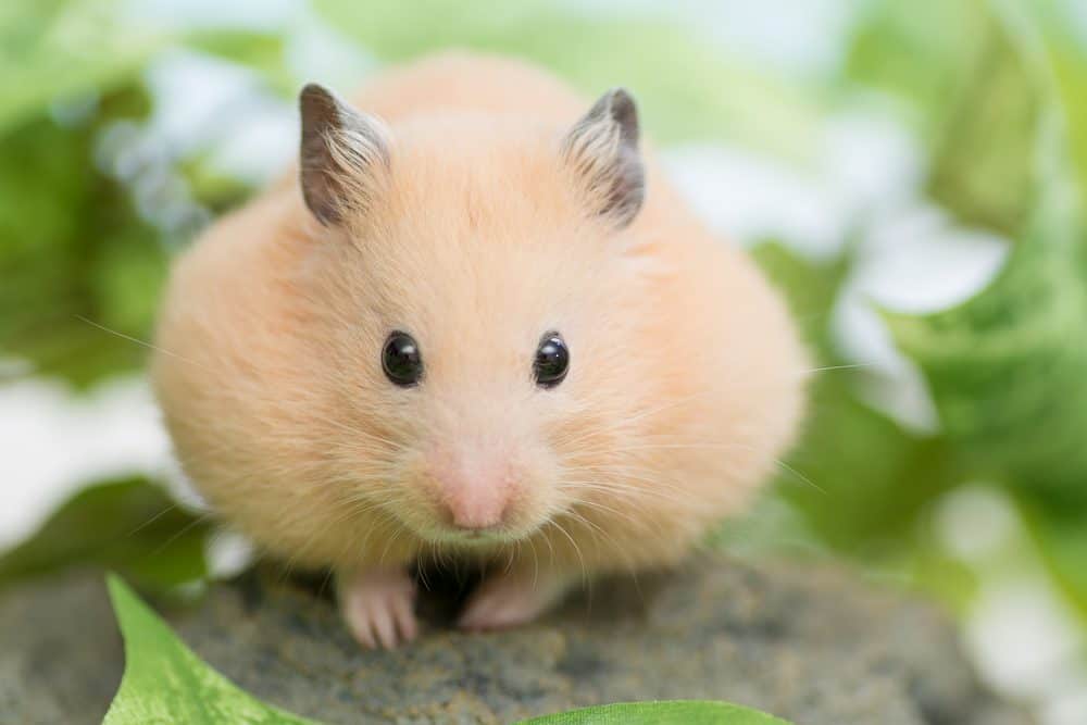 Can Dogs Play With Hamsters
