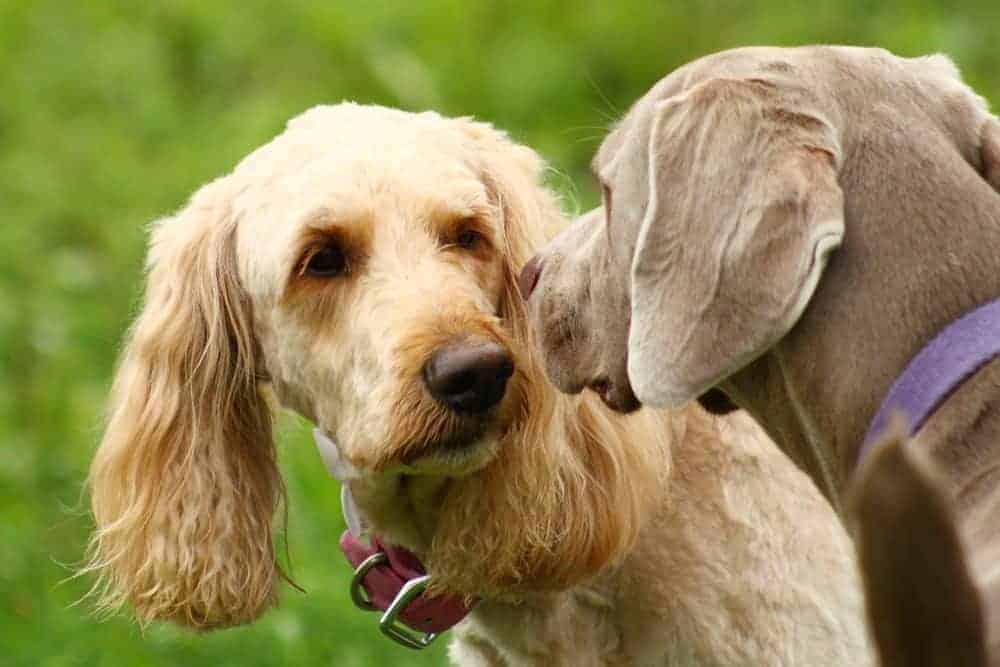 dogs-food-burgess