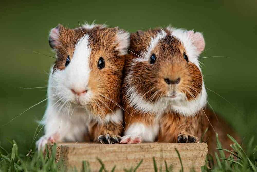 What Animals Commonly Eat Hamsters in the Wild?