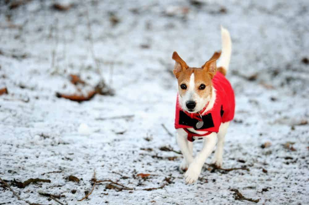 Winter-wise advice for dogs