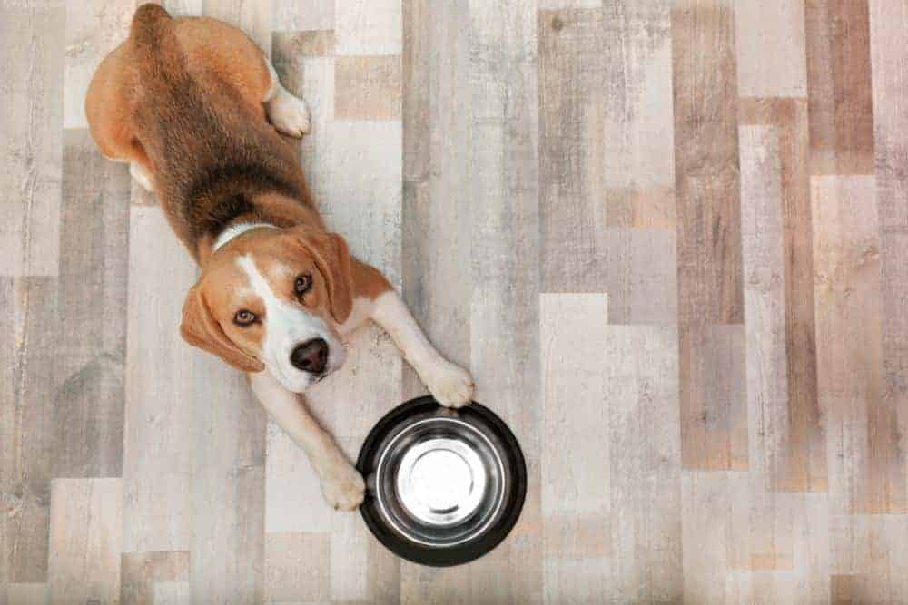 dog-food-burgess