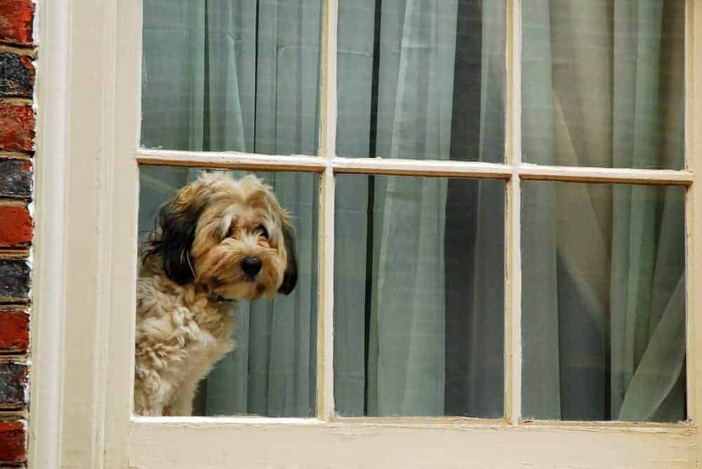 Home alone