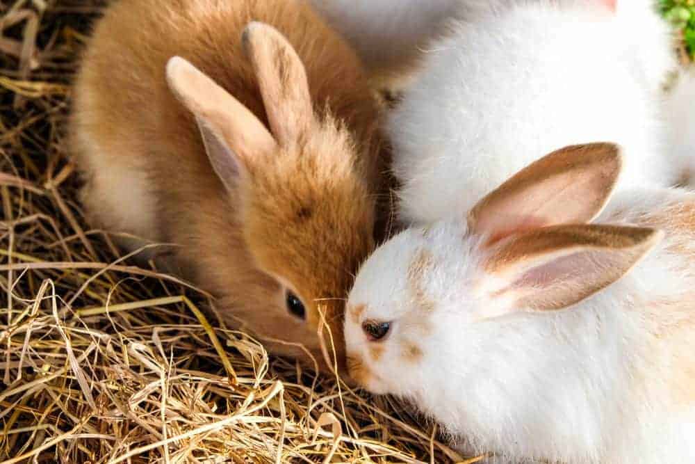 Amazing Rabbit Facts