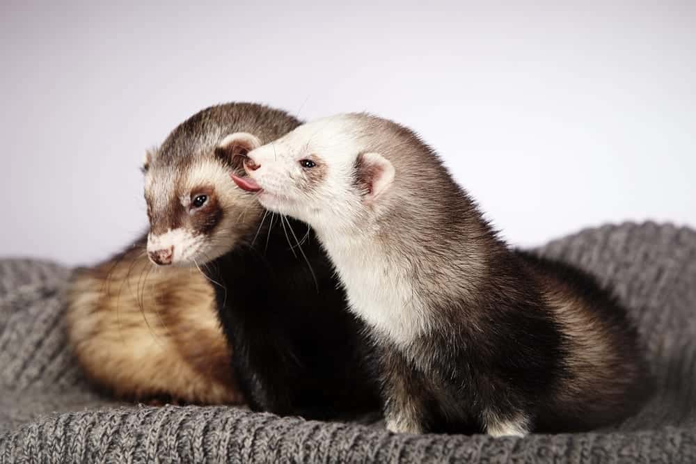 Ferrets as pets – take a fascinating glimpse into the world of slinky  wrigglers