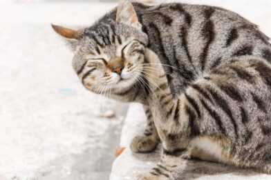 cat after flea treatment