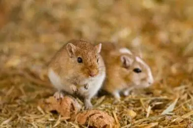 Gerbils