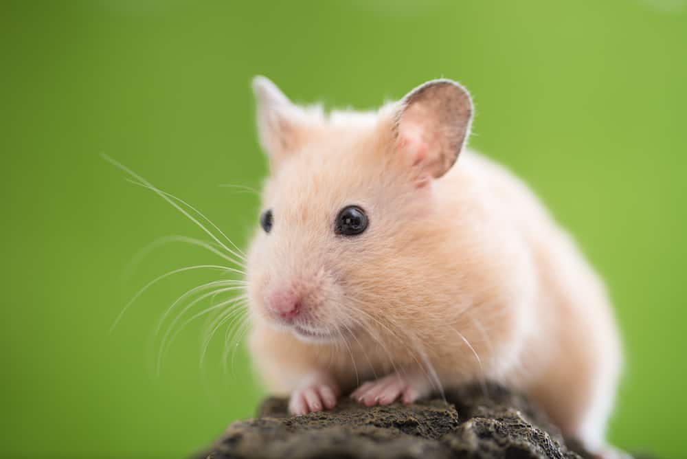 How Long Do Syrian Hamsters Live?