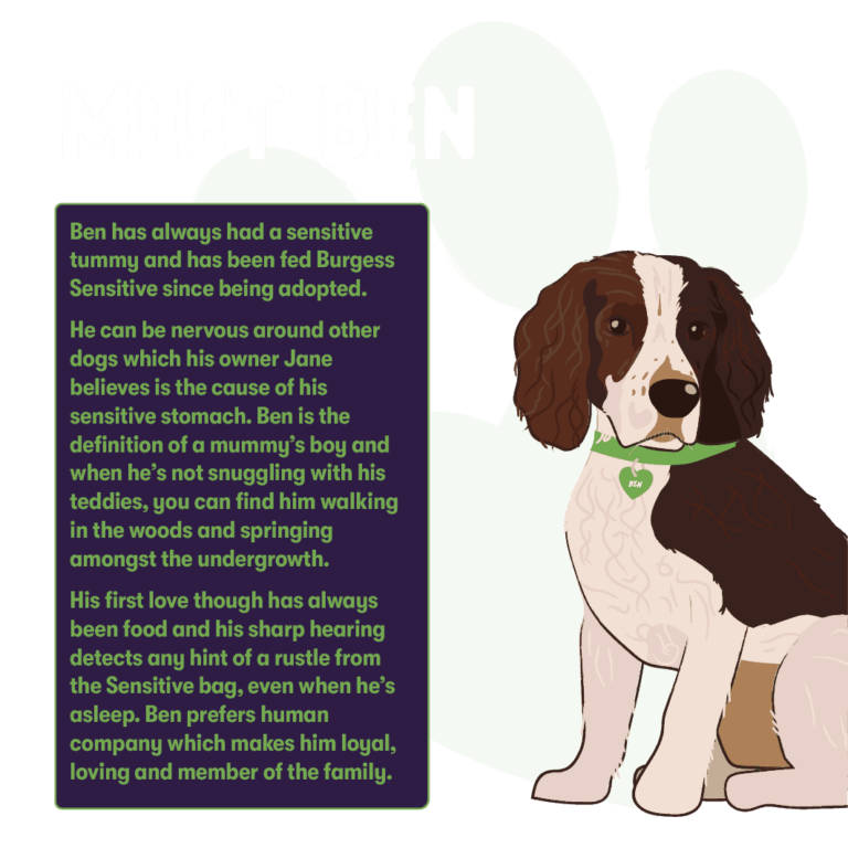 Burgess Sensitive Adult Lamb Dry Dog Food Burgess Pet Care