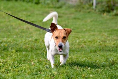 Dog Theft