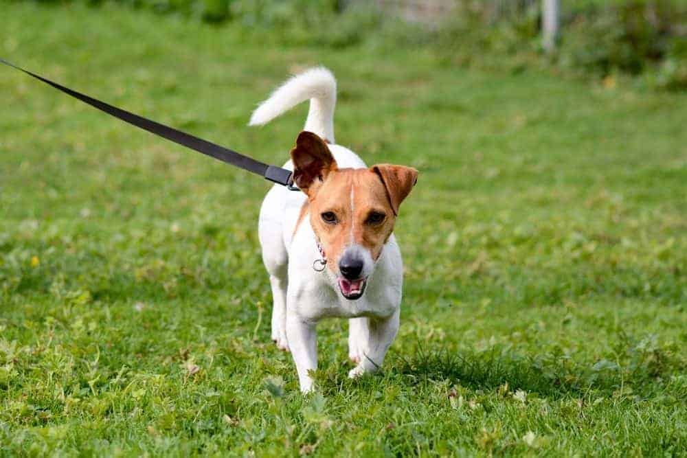 Dog Theft