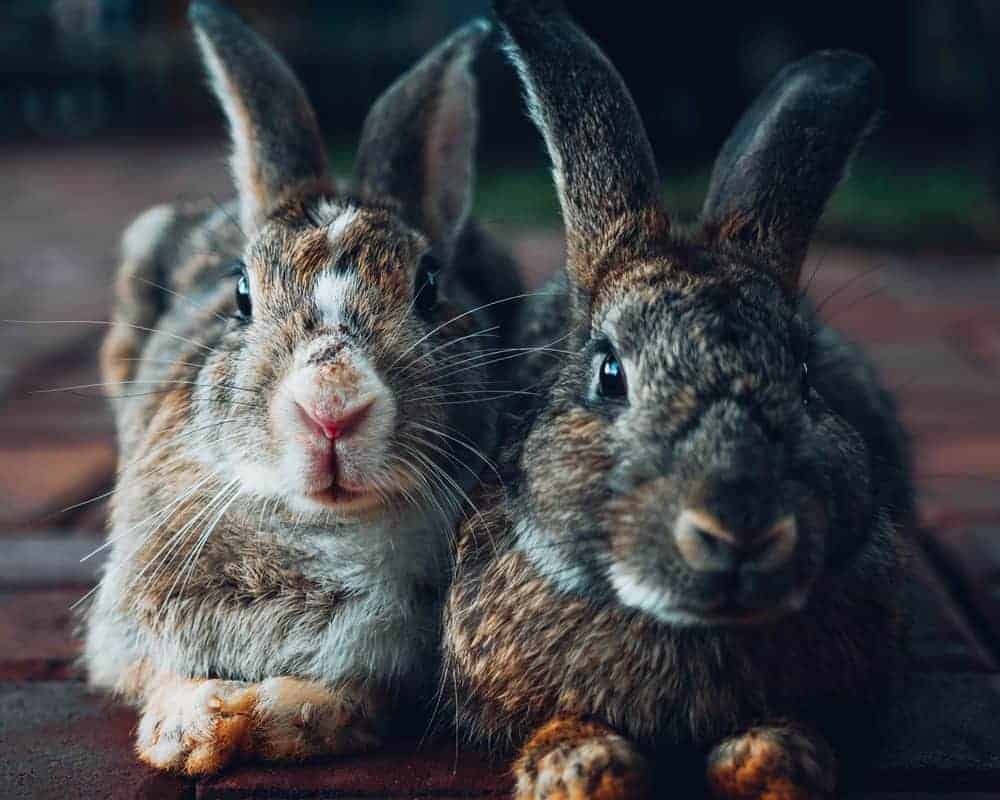 2 rabbits