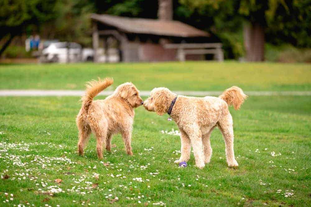 Dogs meeting at the park