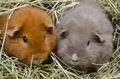 Two guinea pigs with hay