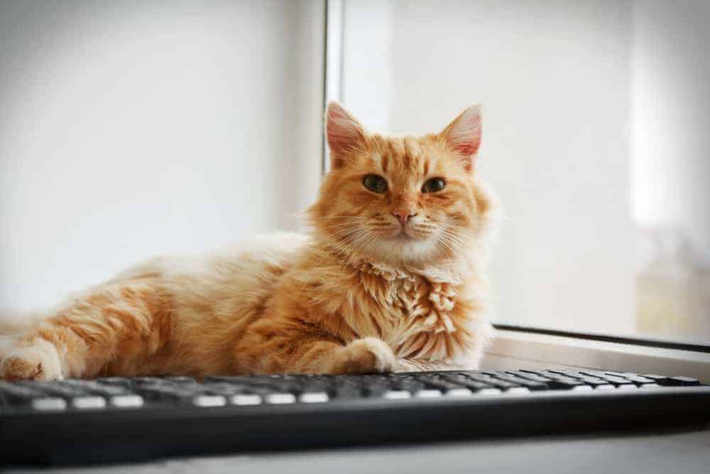 Cat lying next to a keyboard