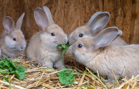 Rabbits eating green leaves