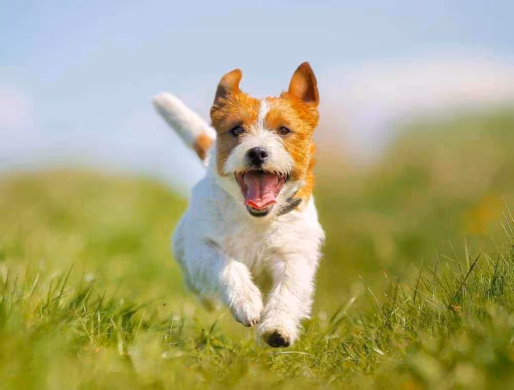 Featured image for Dog designs garden in world first